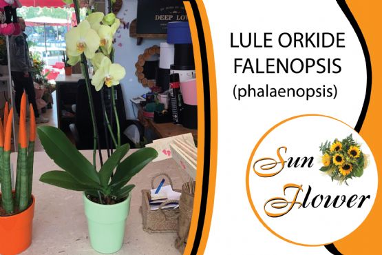 Lule Orkide Falenopsis Phalaenopsis nga SUN FLOWER ALBANIA